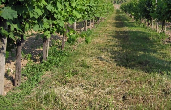 weingut-impressionen-10