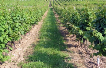 weingut-impressionen-12