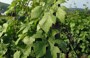 weingut-impressionen-14