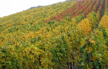 weingut-impressionen-15