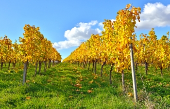 weingut-impressionen-2