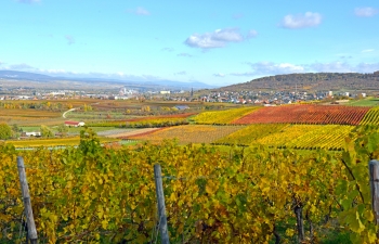 weingut-impressionen-3