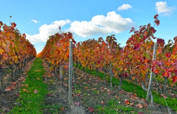 weingut-impressionen-4