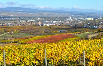weingut-impressionen-5