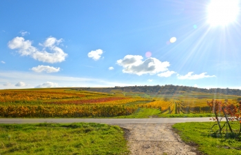 weingut-impressionen-6
