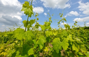 weingut-impressionen-7