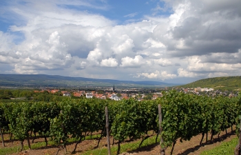 weingut-impressionen-8