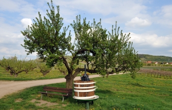 weingut-impressionen-9